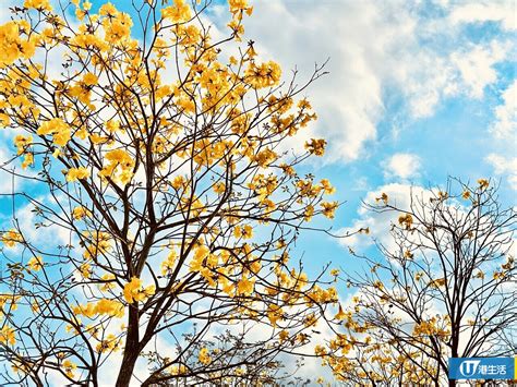 黃鐘花風水|黃花風鈴木香港賞花地點一覽 